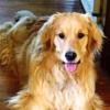 augiedoggy