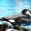 captivitykills