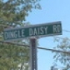 dingledaisy