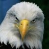 eaglehawk